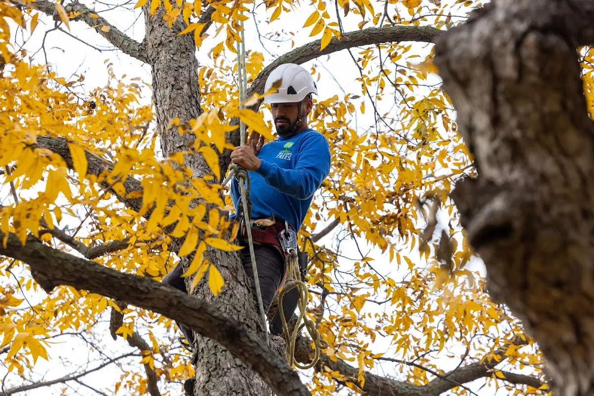 Skilled Tree Transplanting crew working in Elizabeth